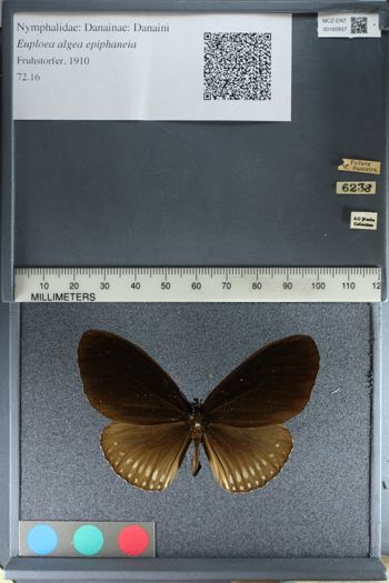 Media type: image;   Entomology 160937